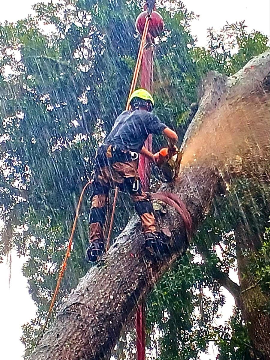 Chain Reaction Tree Services LLC