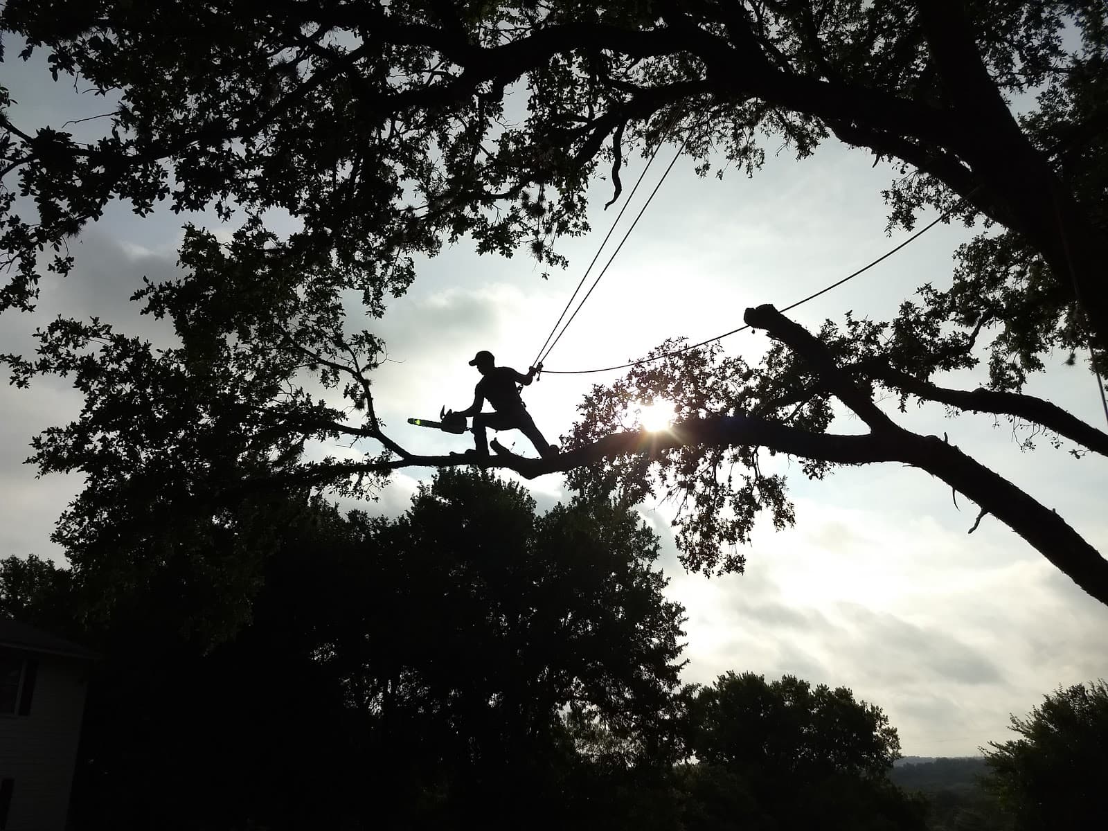 Chico's Tree Love & Care