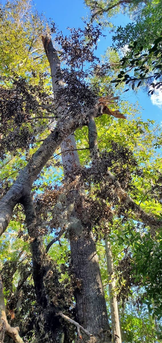 Georgia Tree Solutions Group, LLC