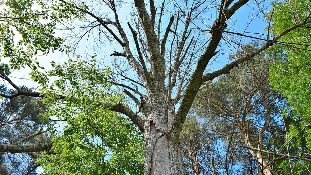 Larry's Tree Service