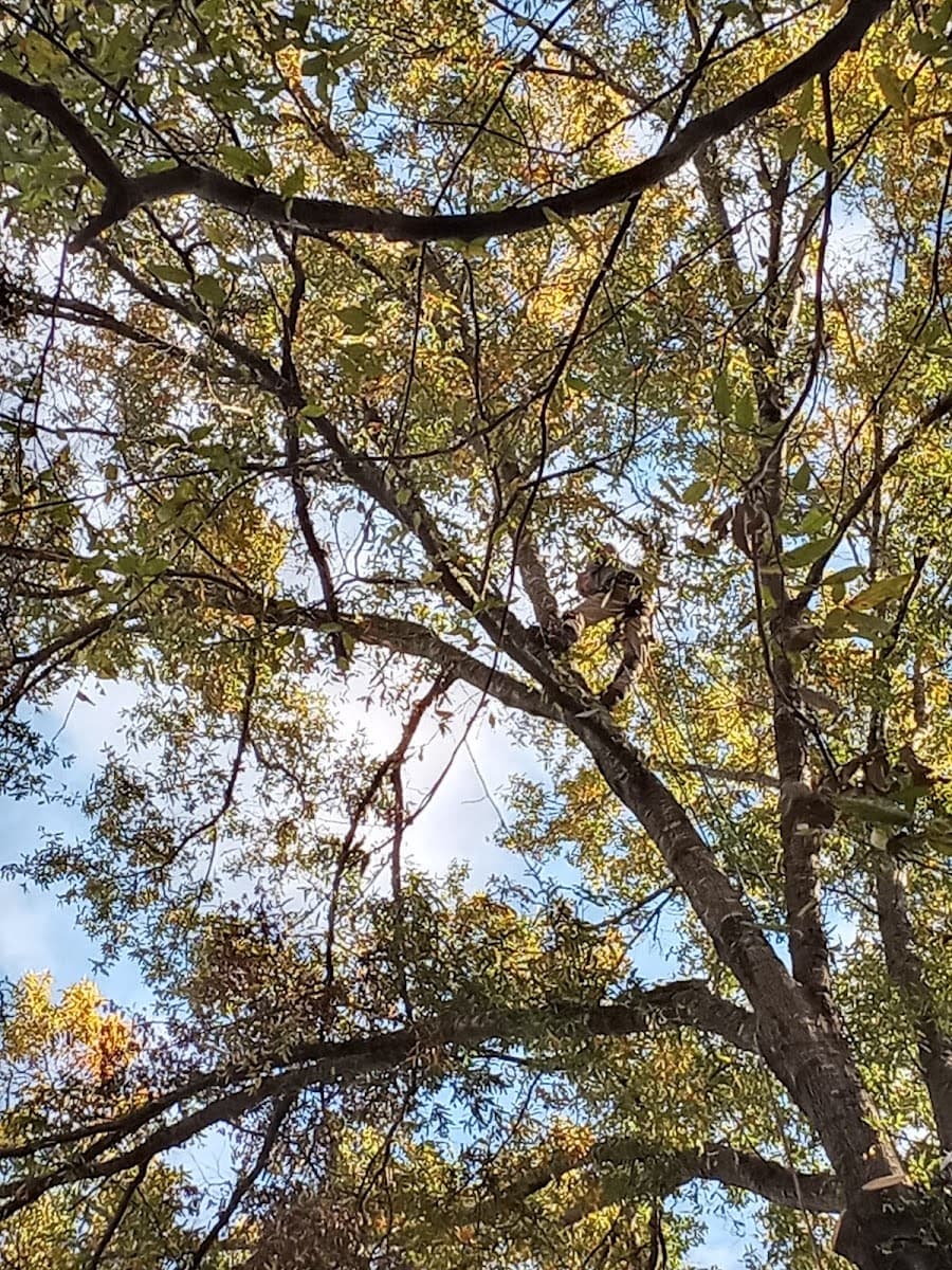 A Brother's Professional Tree Service