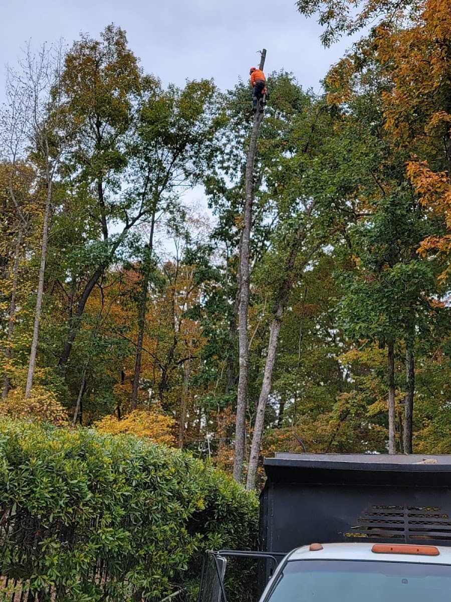 Gosen Tree Removal Service