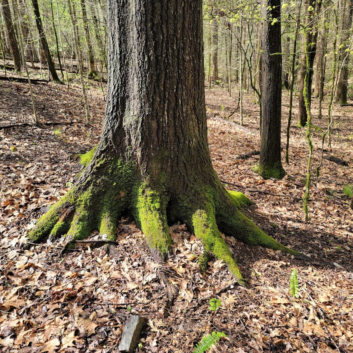 Tomahawk Tree Service