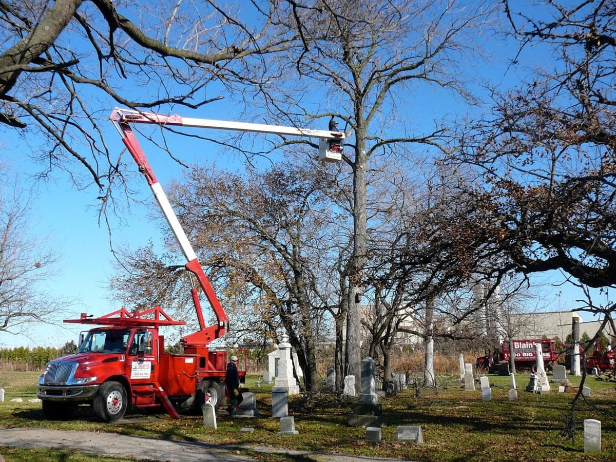 Blain's Tree Experts