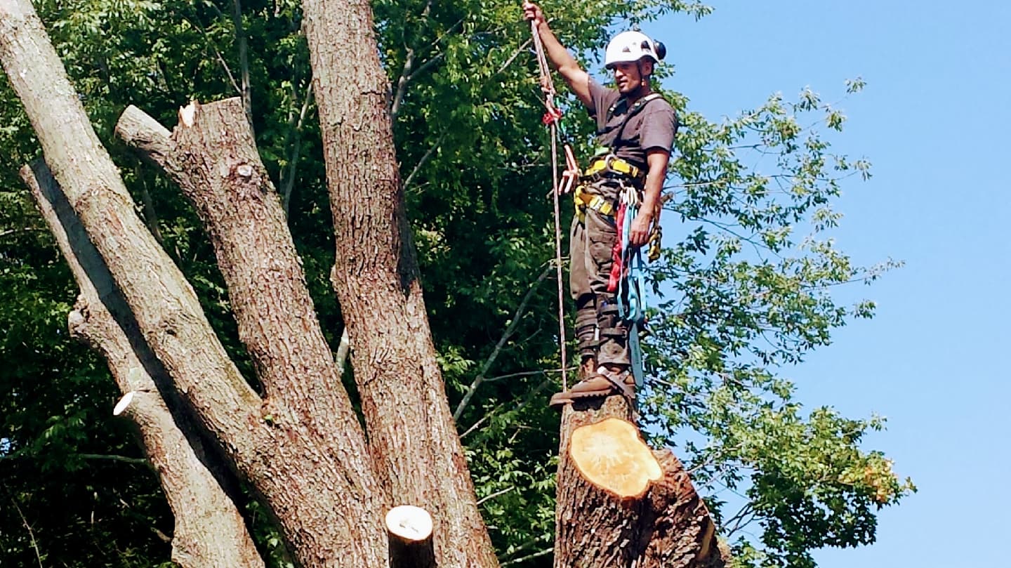 Letts Tree Service LLC