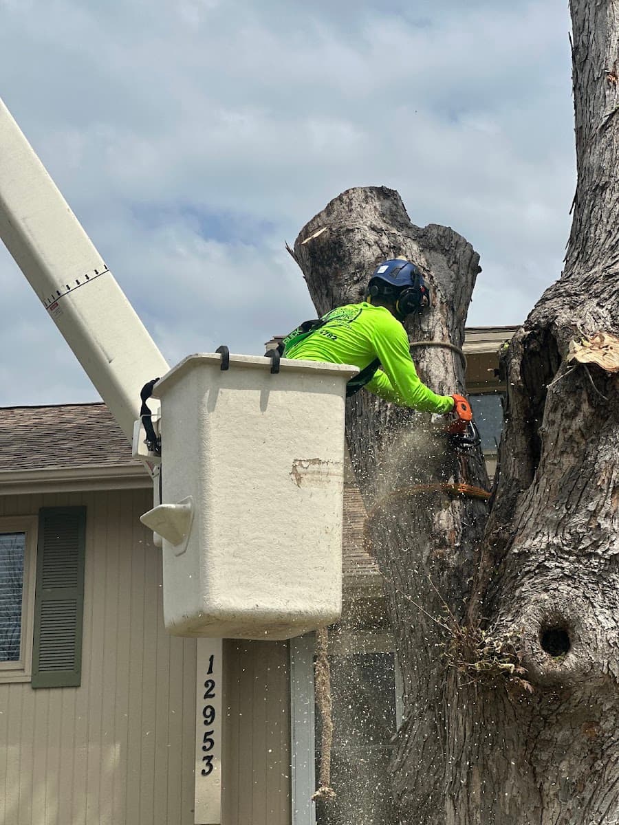 Cisneros Tree Service