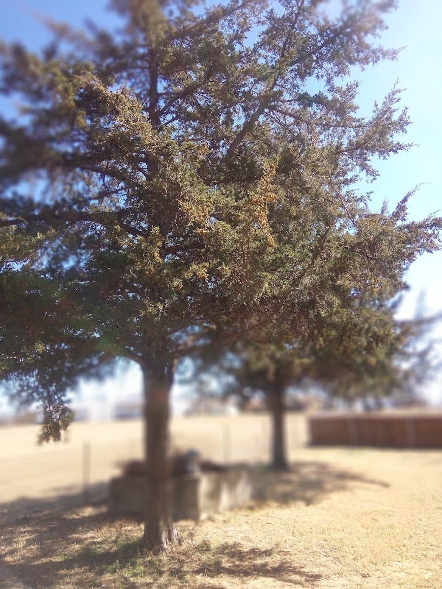 For The Love Of Trees