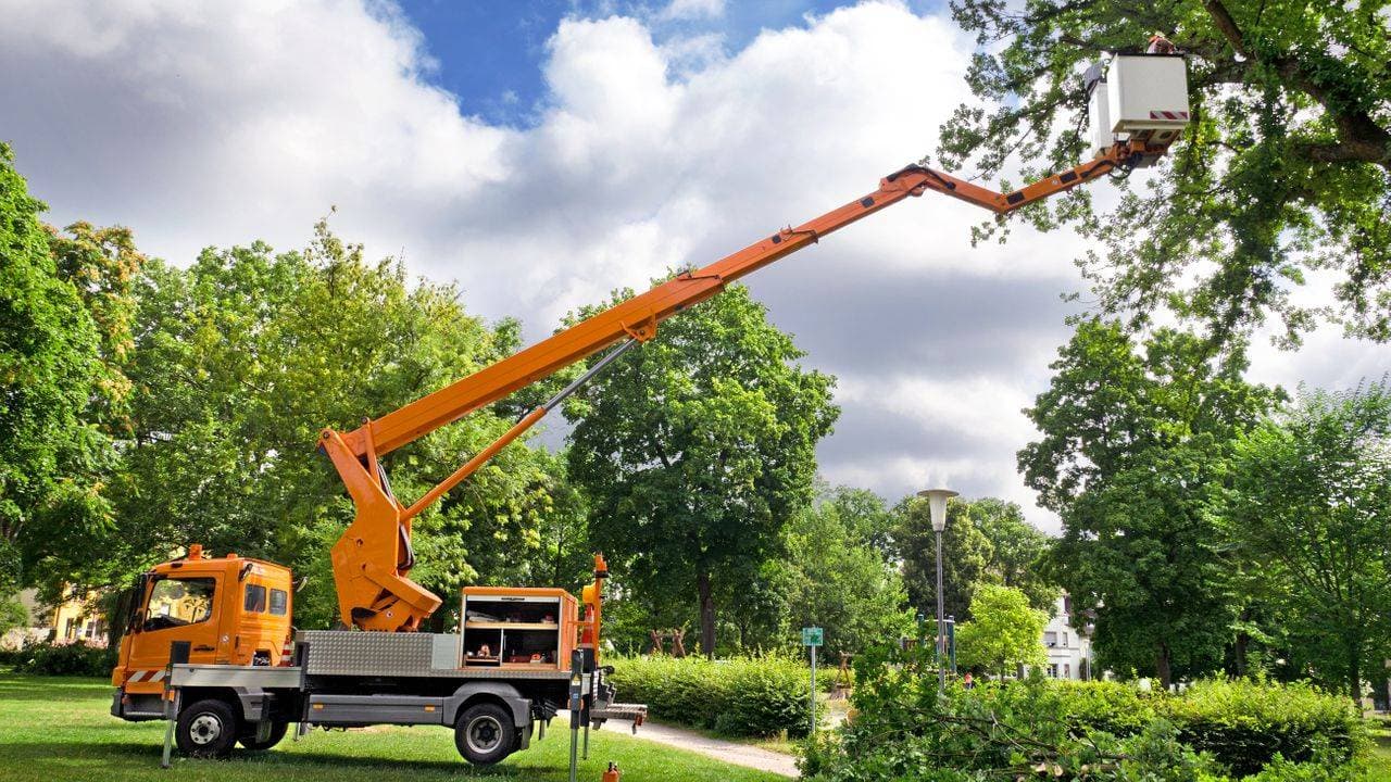 Phil Snell's Tree Service Oregon City | Tree Removal Oregon City | Tree Trimming Oregon City
