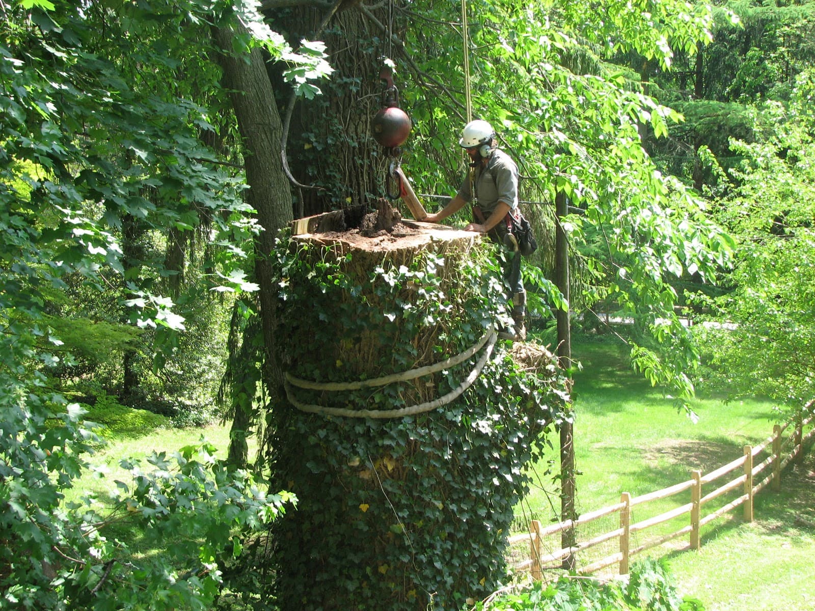 Carroll Tree Service, Inc.