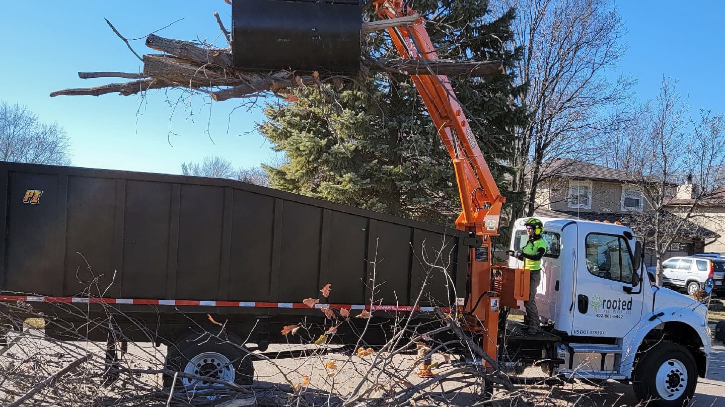 Rooted Tree Specialists