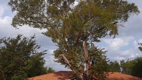 Trinity Forest Tree Care Service