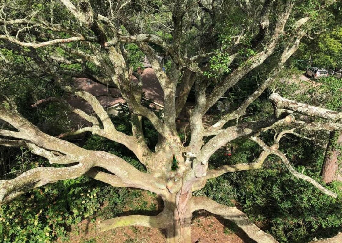 Adkins Tree Professionals, LLC