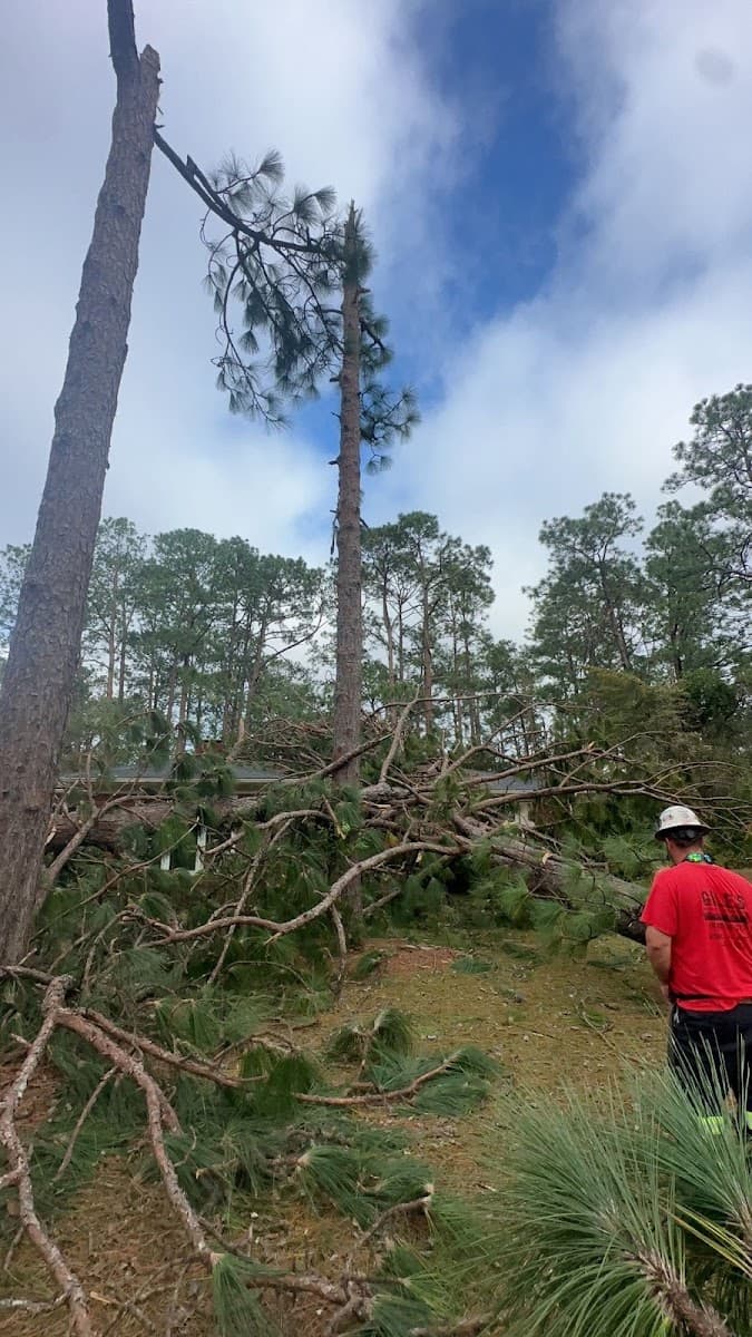 Tree Removal Near Me