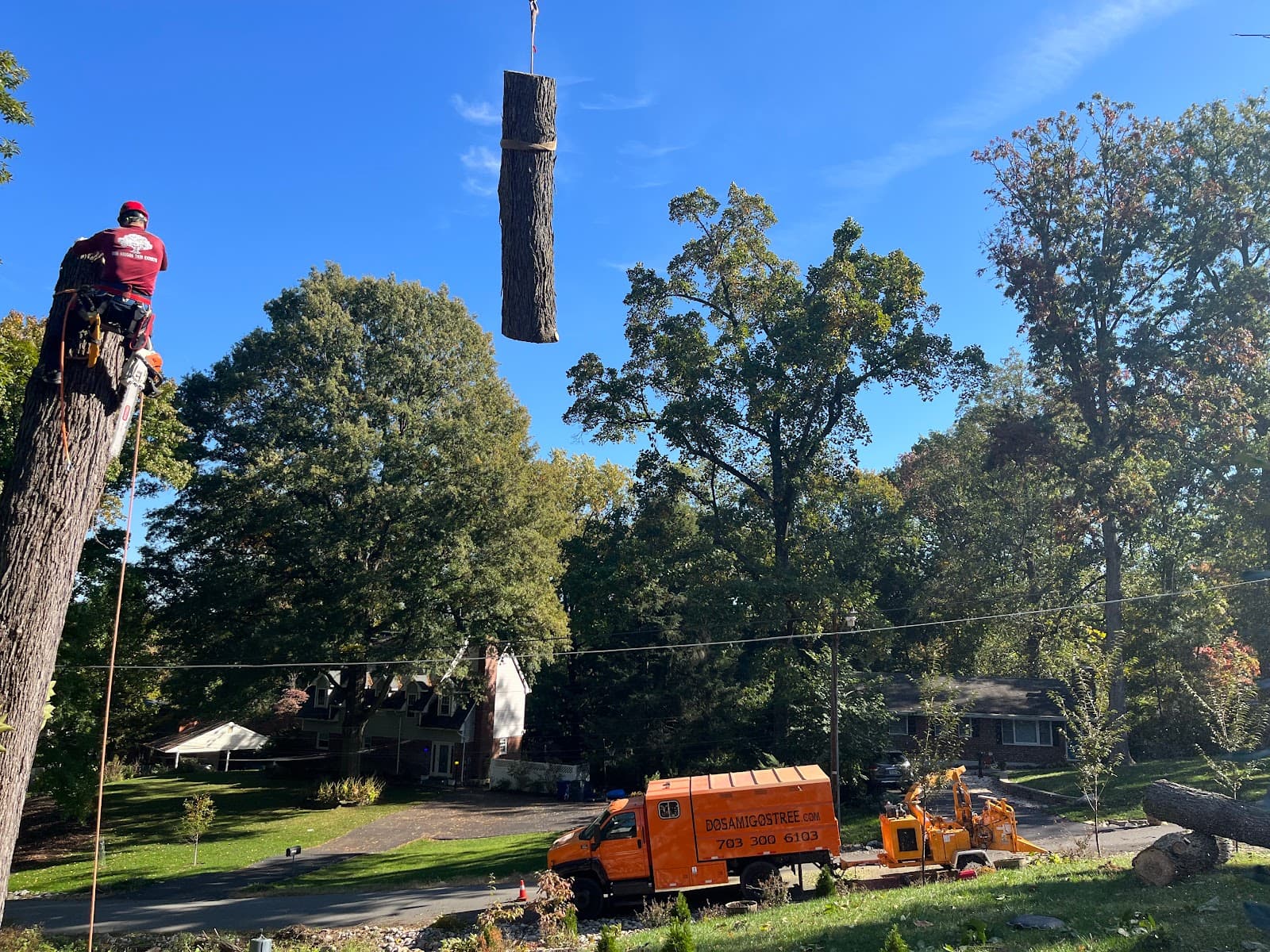 Dos Amigos Tree Experts