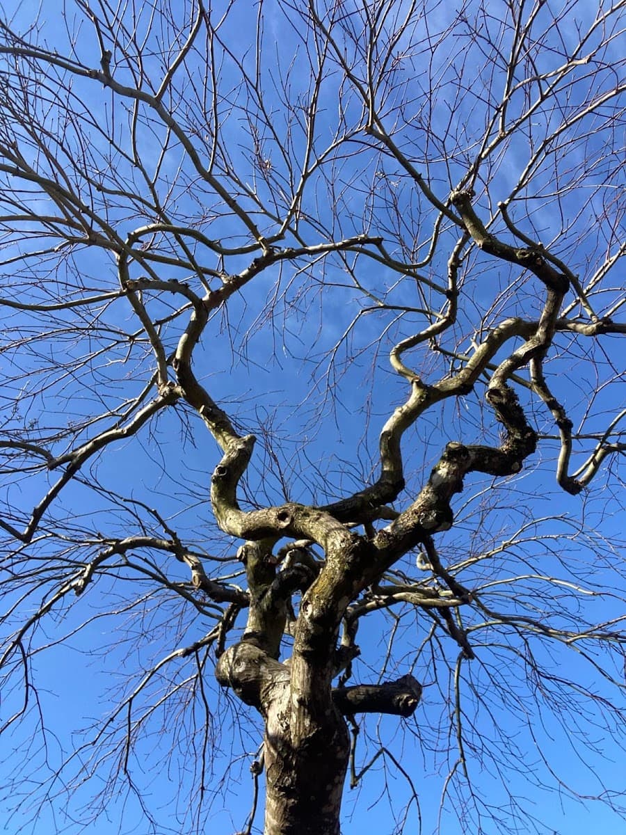 Artistic Arborist LLC