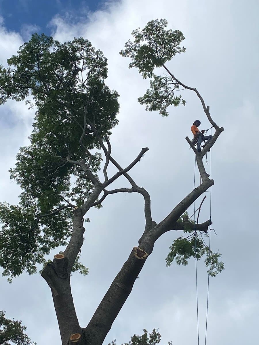 Apex Solutions Tree Service