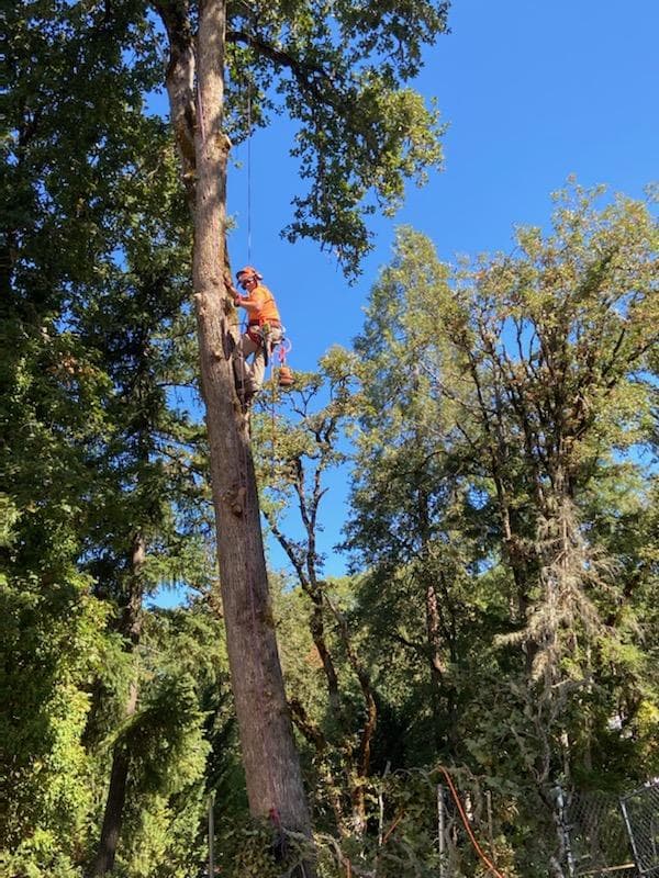 Malkuch Tree Service