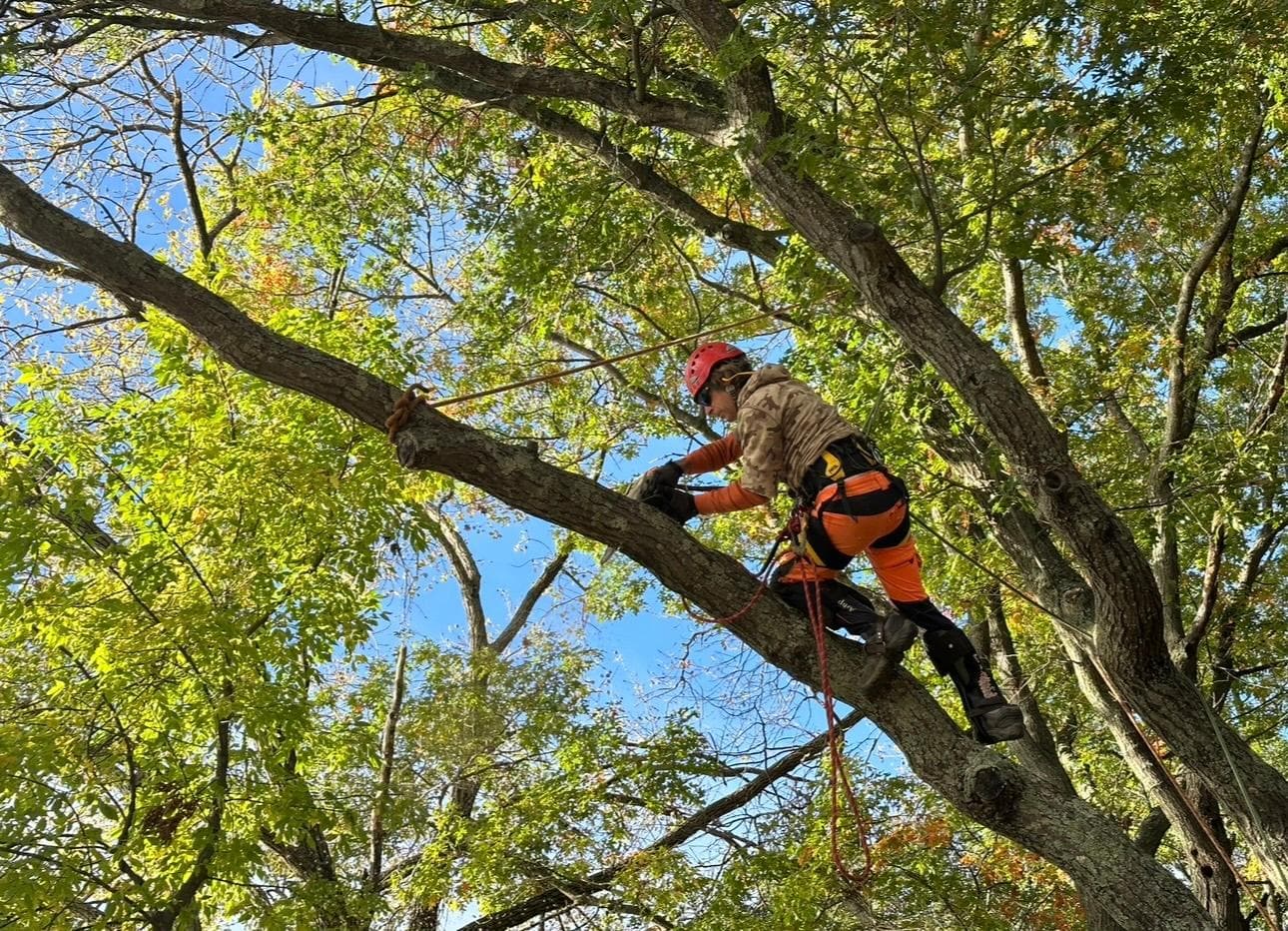 Northern Tree Specialists