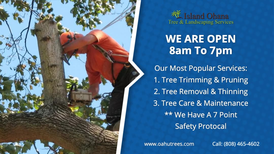 Island Ohana Tree & Landscaping Services