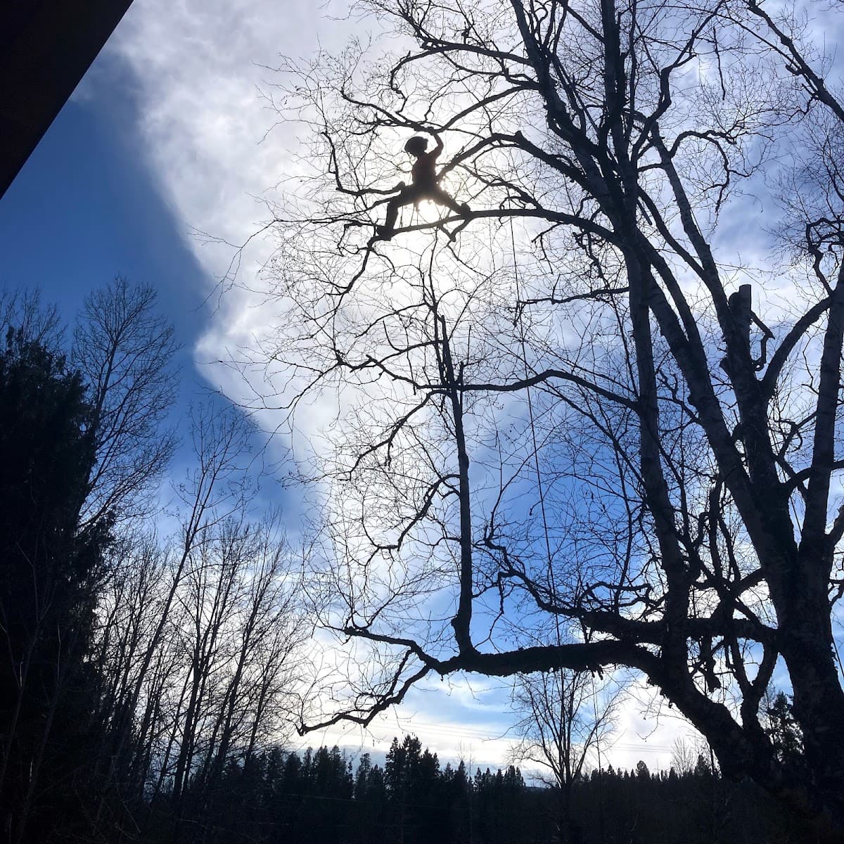 OOH LA LA Arboriculture and Fine Pruning