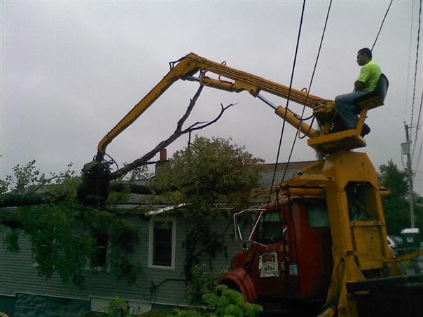 Vieira's Tree Service