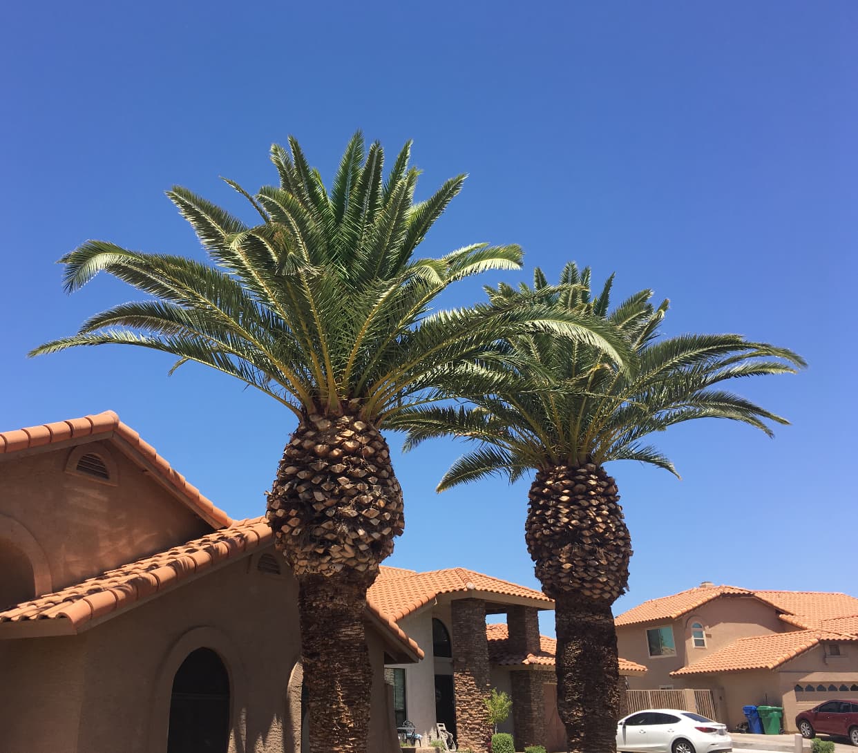 Arizona Urban Arborist