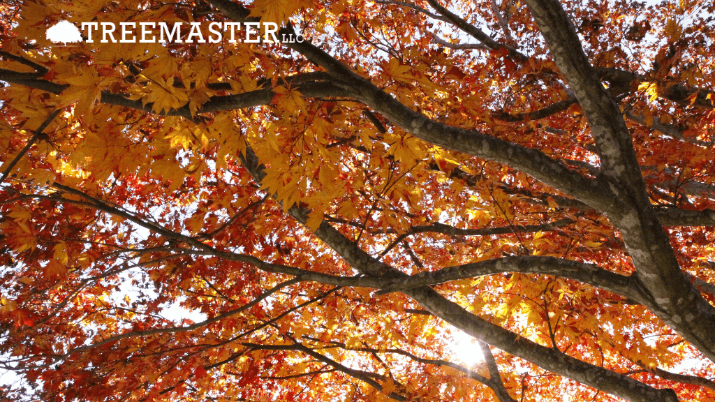Treemaster LLC - Corning NY