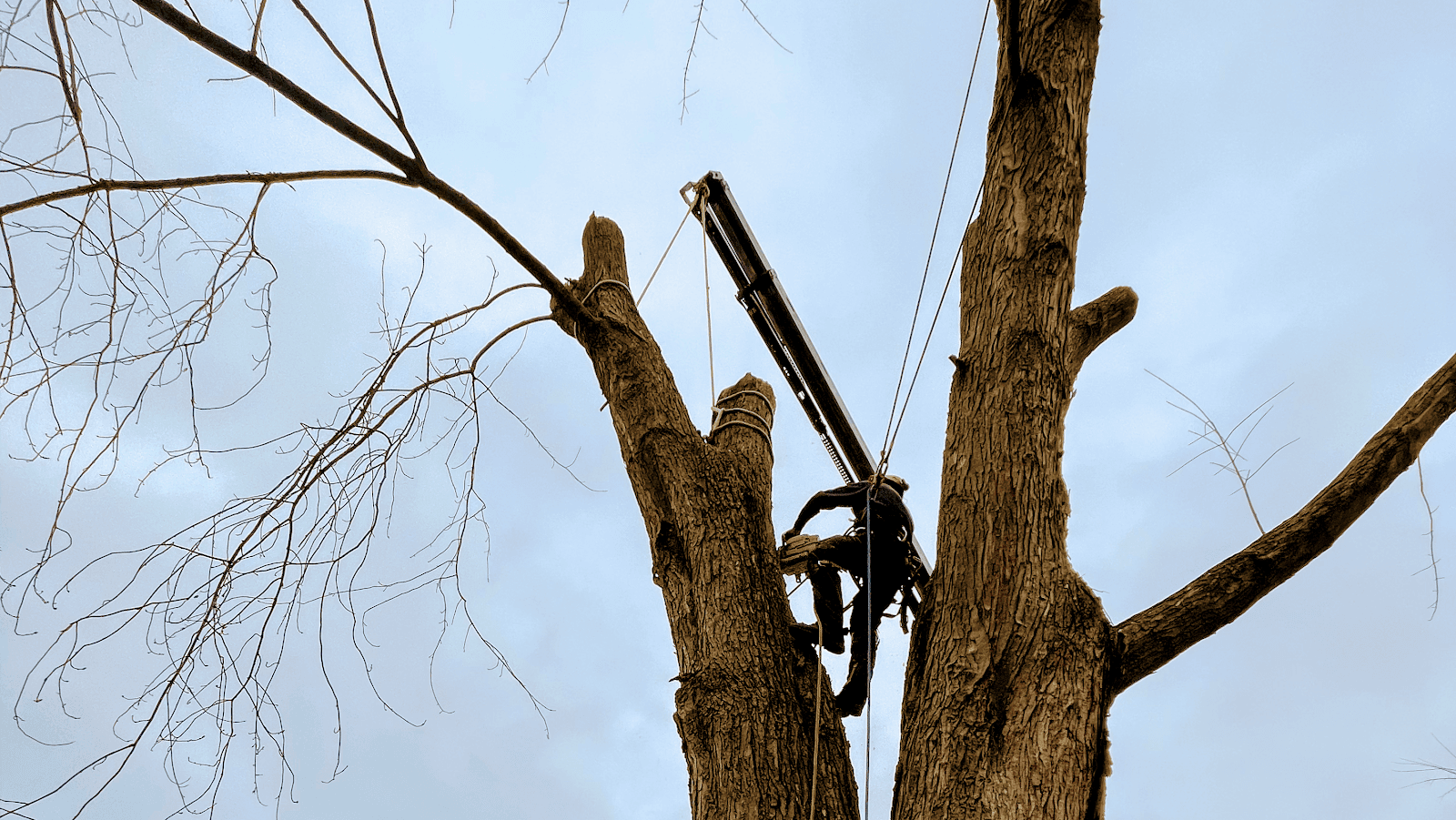 Canopy Climber Tree Care