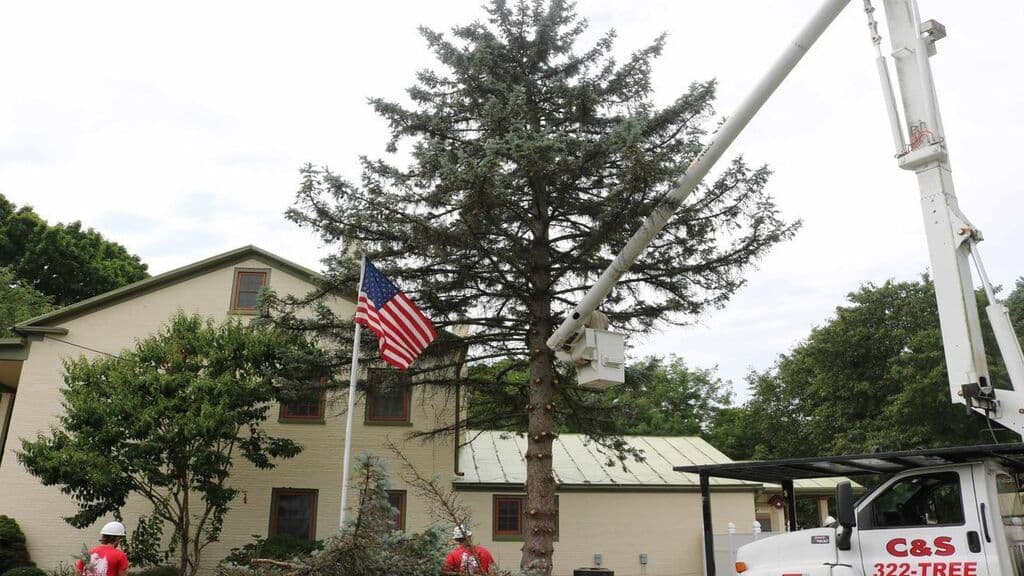 C & S Tree Service LLC