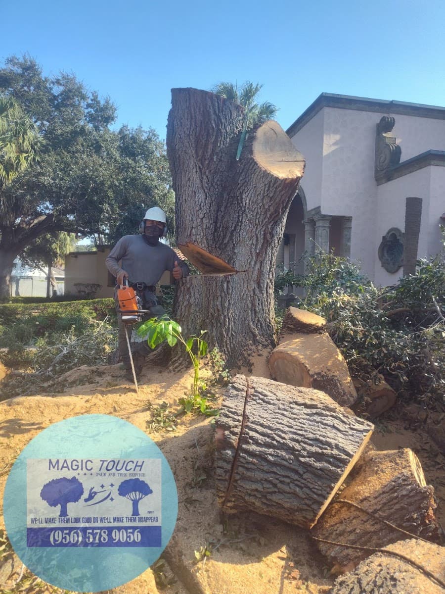 MAGIC TOUCH PALM AND TREE SERVICE. INSURED!
