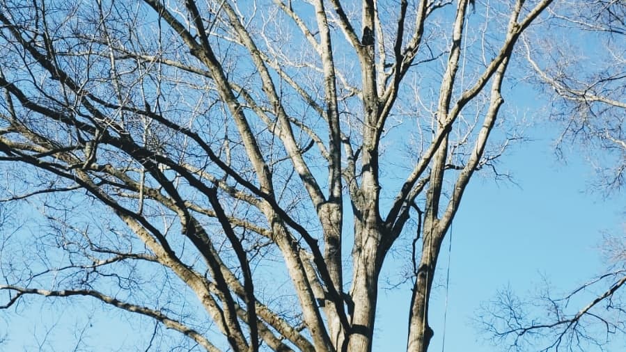 Fredin Tree Service LLC