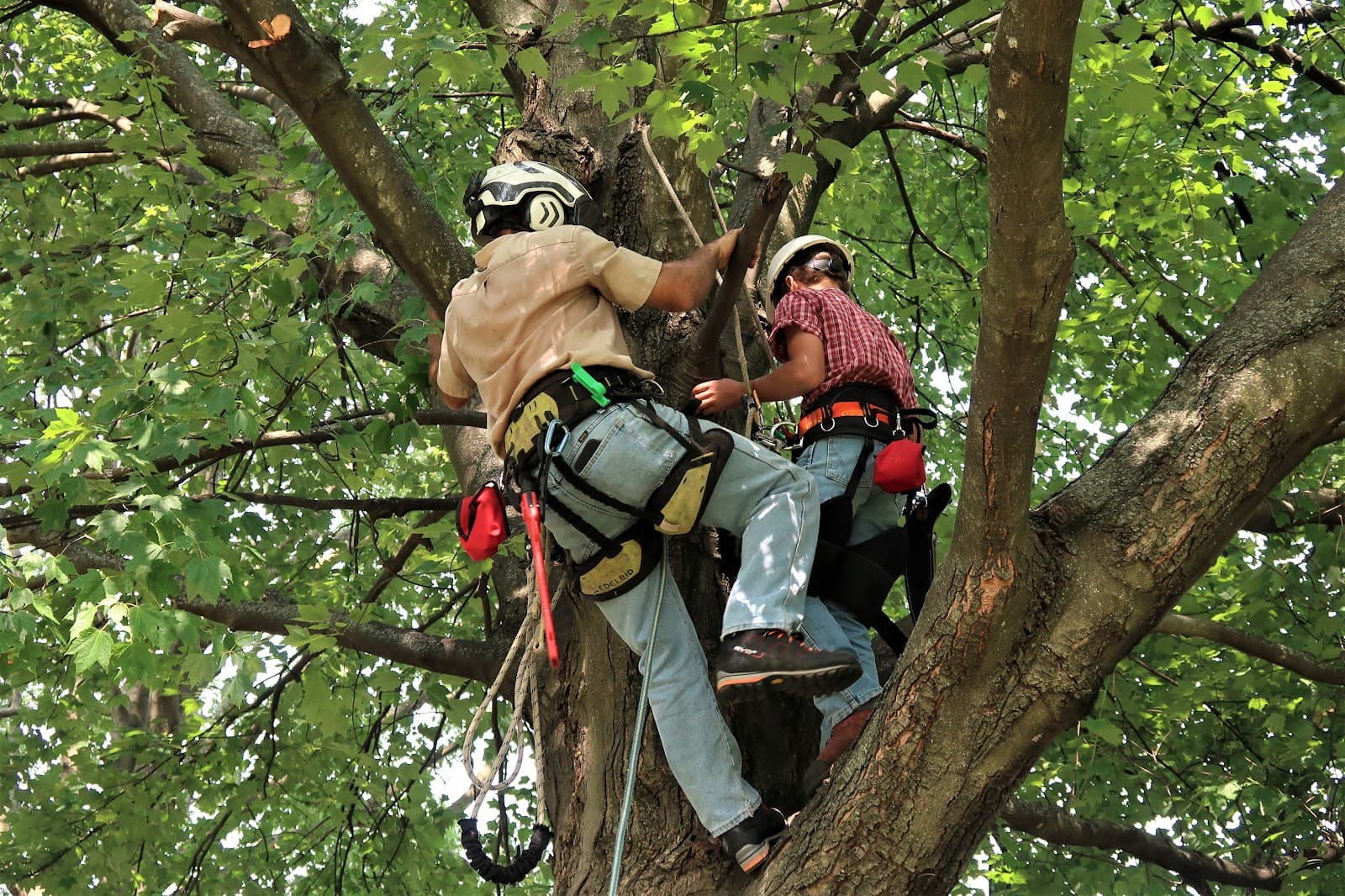 Woodlawn Trees and Tree Care
