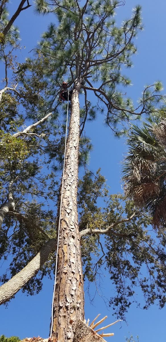 Palm Bay Tree Service Inc