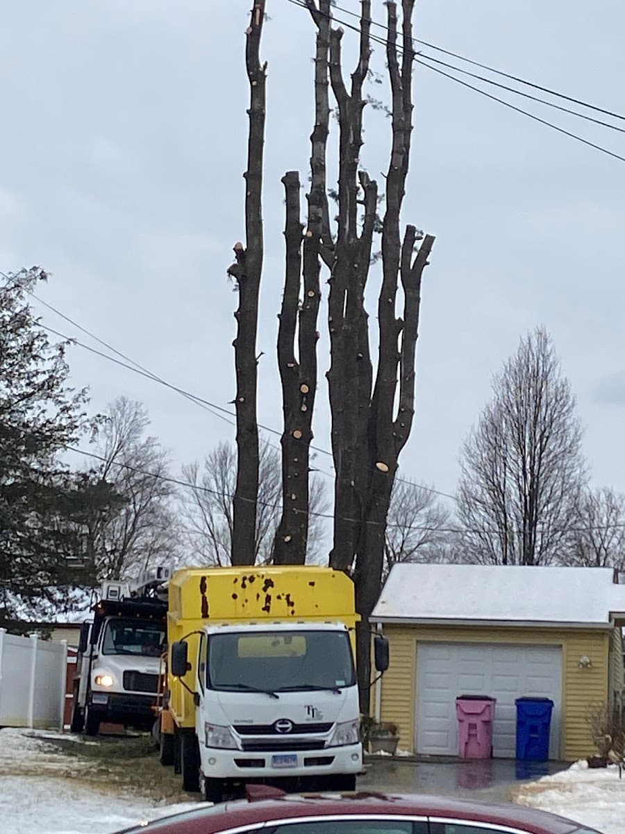 Total Tree Services & Landscaping