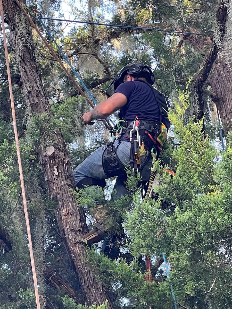 Davis Tree Service