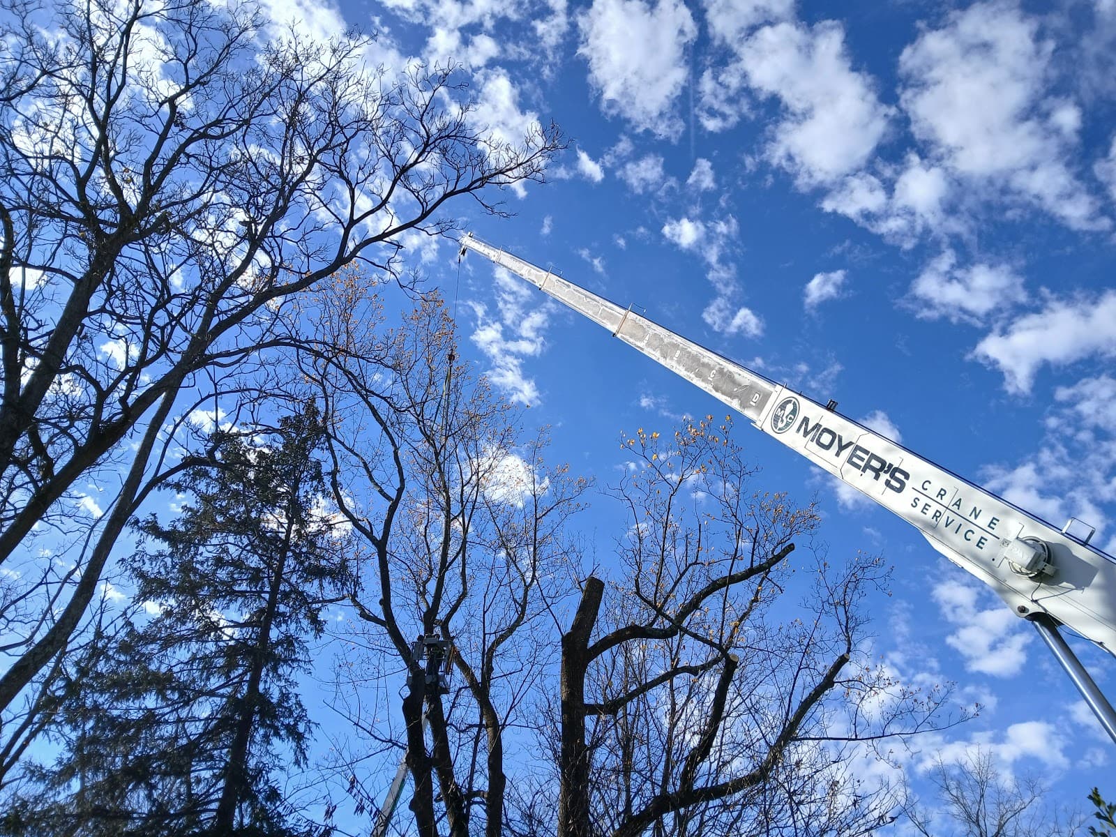 NP Moyer Tree Service Inc