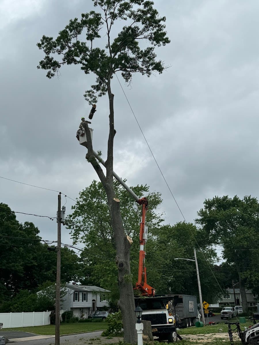 Alhei Tree Service Corp