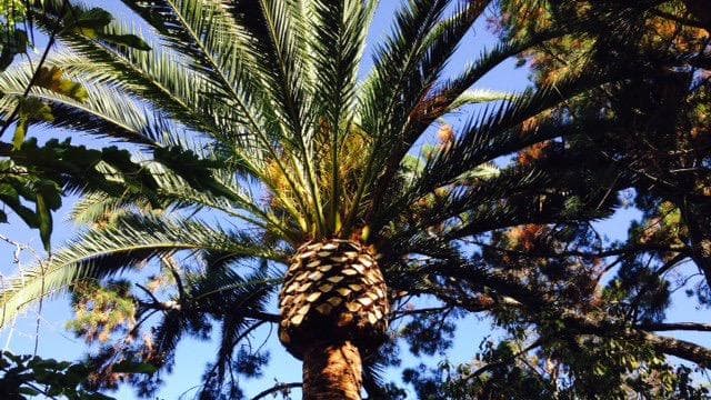 JC Tree Care & Landscape