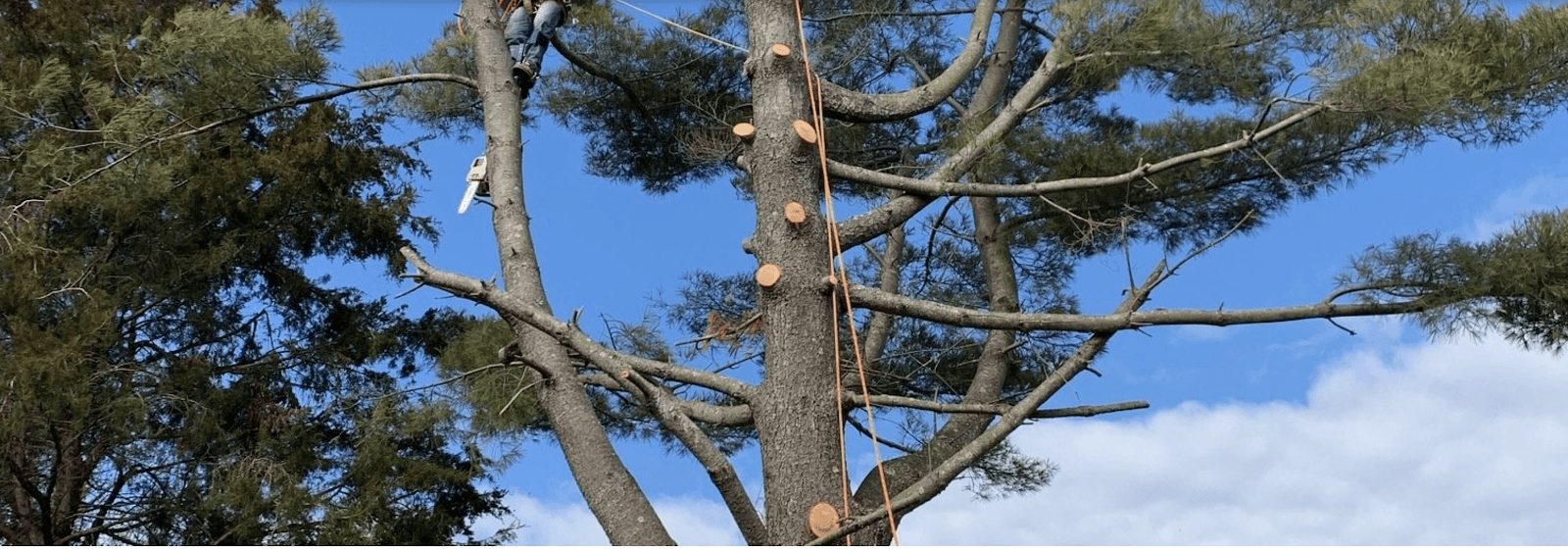 Honey Cove Landscaping and Tree Services