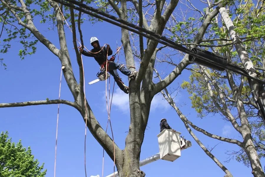 All Island Tree Service & Removal Suffolk County