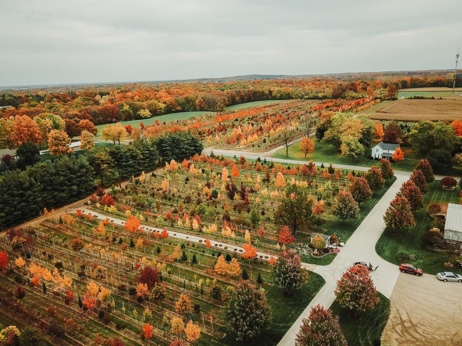 Dogwood Hills Tree Farm
