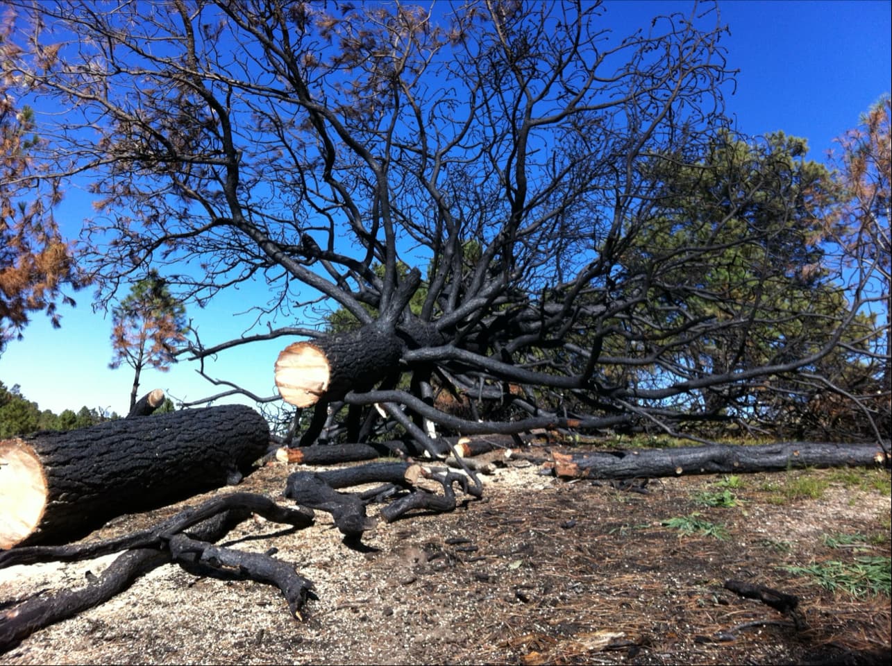 A Cut Above Tree Solutions LLC