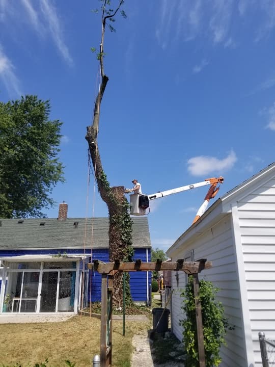 Olivias Tree Service