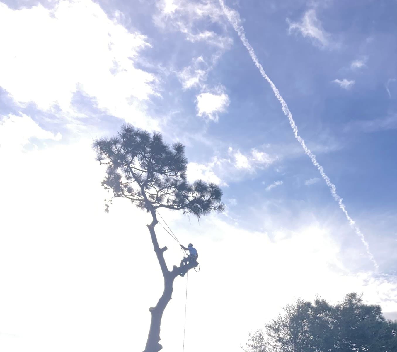 DeRosa's Tree Service