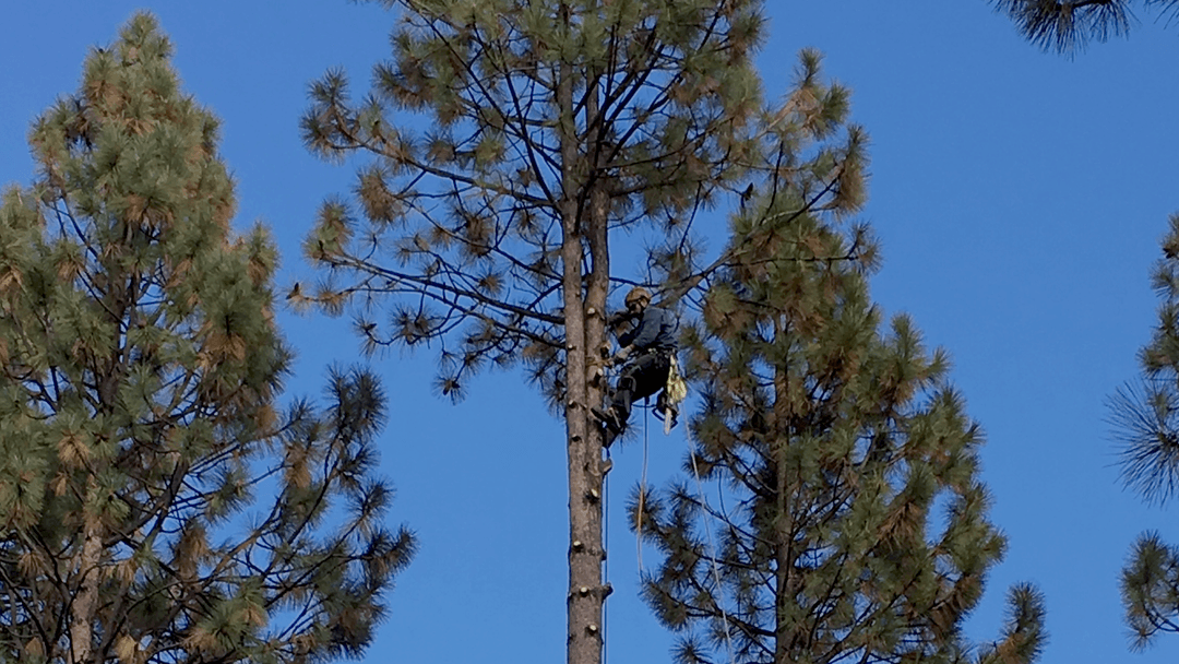 Urban Forest Tree Service