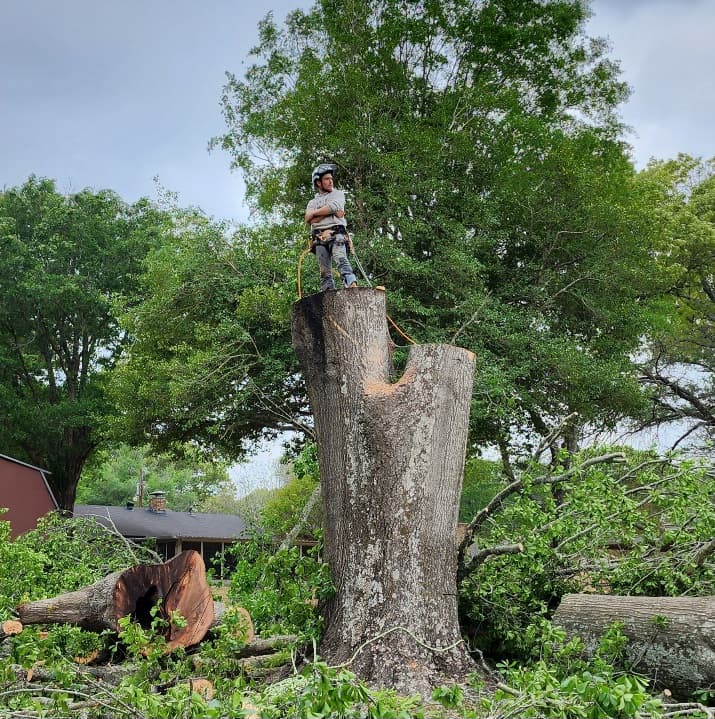 Tier One Tree Care LLC