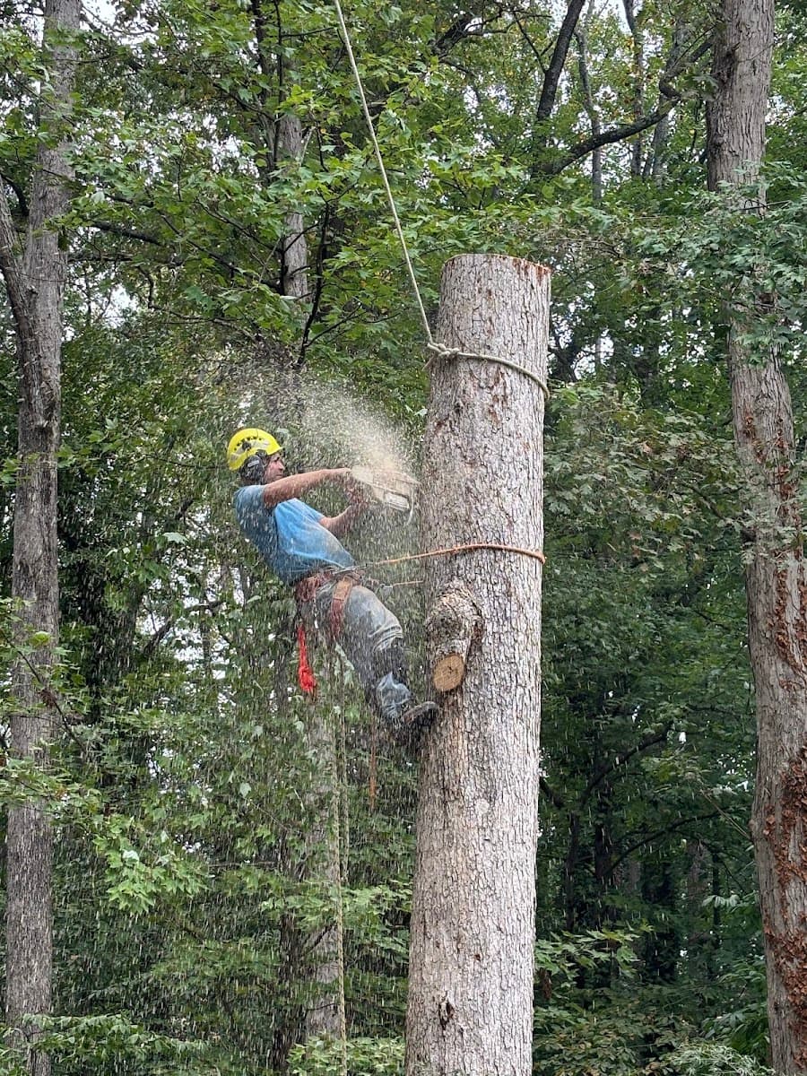 All Green Tree Care Raleigh – Durham Inc