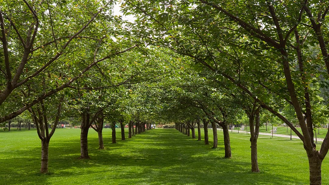 Hometown Tree Service