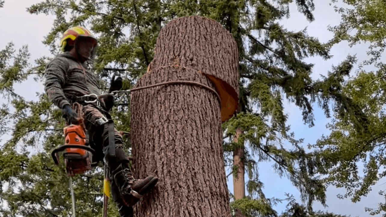 Javier Tree Services & Landscaping LLC