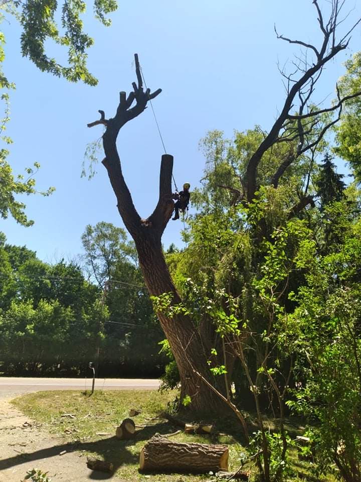 Simmons Tree and Landscape